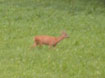 Bambi se promène au moulin