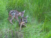 naissance de 2 faons à 50 m du saint moulin